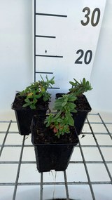 Helianthemum 'Elfenbeinglanz' - pot 9x9 cm