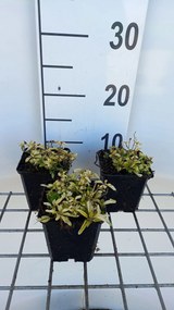 Origanum vulgare 'Aureum' - pot 9x9 cm (Marjolein 'Gele' / 'Aureum')