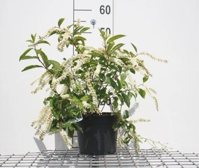 Itea virginica 'Henry's Garnet' - pot - 30-40 cm