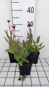 Verbena rigida - pot 9x9 cm -