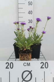Aster alpinus 'Dunkle Schöne' - pot 9x9 cm -