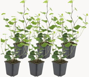 Planten Atlantic Ivy Hedera Hibernica, 6-delig