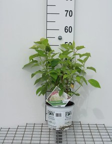 Hydrangea arborescens 'Abetwo' (Incrediball, Strong Annabelle) - pot 3L -