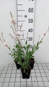 Gaura lindheimeri 'Short Form' - pot 9x9 cm -
