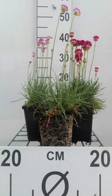 Armeria maritima 'Splendens Perfecta' - pot 9x9 cm