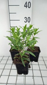 Penstemon 'Purple Passion' - pot 9x9 cm