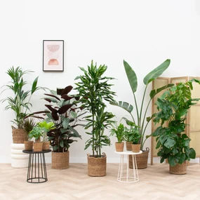 Vrijstaand huis plantenpakket inclusief manden