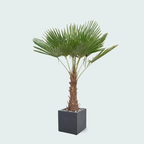 Combi deal - Trachycarpus Fortunei inclusief pot Grigio Cube - 200cm