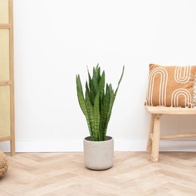 Sansevieria Zeylanica - 90cm