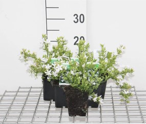 Campanula poscharskyana 'E.H. Frost' - pot 9x9 cm -