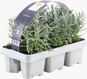 Planten Blue Lavender Lavandula angustifolia, 6-delig