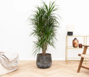 Dracaena Anita Variegata - 140cm