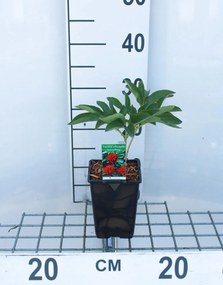 Paeonia officinalis 'Rosea Plena' - pot 1L