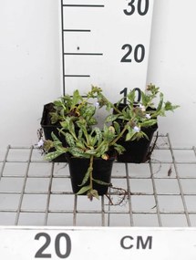 Pulmonaria 'Ocupol' (Opal) - pot 9x9 cm -