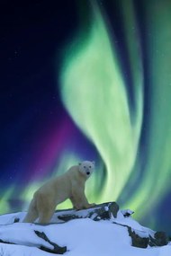 Foto Aurora borealis and polar bear, Patrick J. Endres, (26.7 x 40 cm)