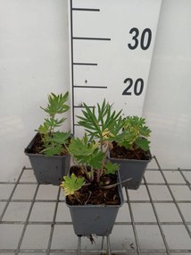 Delphinium 'Atlantis' - pot 9x9 cm