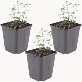 Planten Germander Teucrium Lucidrys, 3-delig