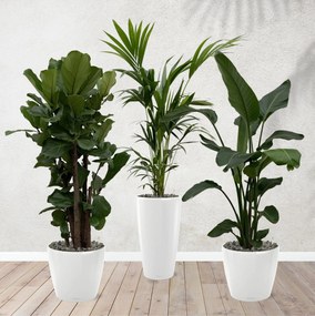 Combi deal - Ficus Lyrata vertakt 160 cm - Kentia palm 170 cm - Strelitzia Nicolai 170 cm inclusief zelfwaterende potten