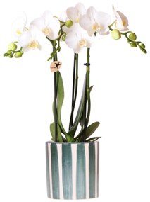 Orchidee (Phalaenopsis) inclusief pot 'Painted Stripe'