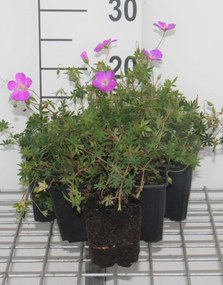 Geranium sanguineum - pot 9x9 cm -