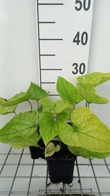 Brunnera macrophylla 'Diana's Gold' - pot 9x9 cm