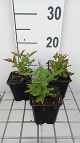 Veronicastrum virginicum 'Adoration' - pot 9x9 cm -
