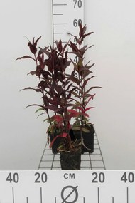 Lychnis x arkwrightii 'Vesuvius' - pot 9x9 cm