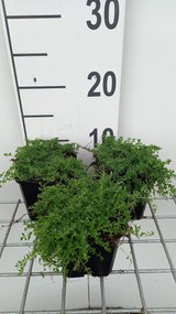 Thymus praecox 'Albiflorus' - pot 9x9 cm -