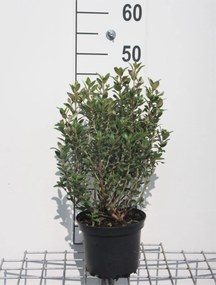 Olearia x haastii - pot - 30-40 cm -