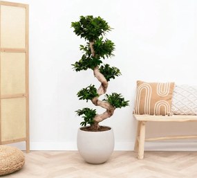 Ficus Microcarpa Ginseng s-vorm - 160cm