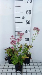 Astrantia major 'Pink Pride' - pot 9x9 cm -