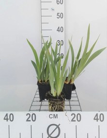 Iris 'Bright White' - pot 9x9 cm