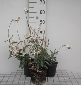 Gaura lindheimeri 'Whirling Butterflies' - pot 2L -