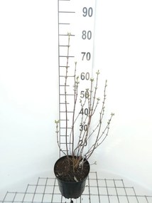 Philadelphus 'Snowbelle' - pot - 50-60 cm