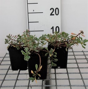 Sedum spurium 'Variegatum' - pot 9x9 cm -