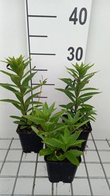 Veronicastrum virginicum 'Diana' - pot 9x9 cm -