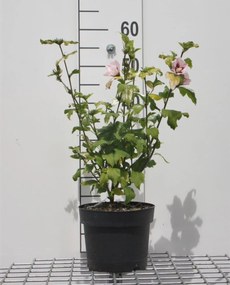 Hibiscus syriacus 'Hamabo' - pot - 40-60 cm