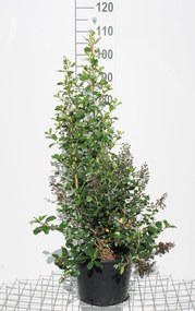 Escallonia 'Iveyi' - pot 10L - 50-60 cm -