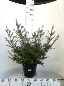 Ilex crenata 'Convexa' - pot 10L - 60-80 cm