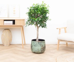 Ficus Nitida op stam - 150cm