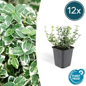 Euonymus 'Emerald Gaiety' - 20cm
