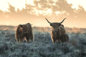 Foto Three Highlanders, Jaap van den