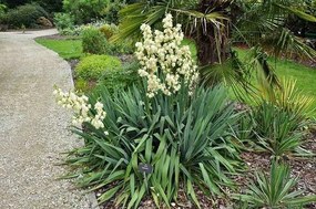 Yucca filamentosa - pot 9x9 cm -