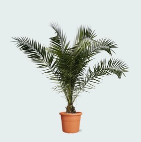 Phoenix Canariensis - 230cm