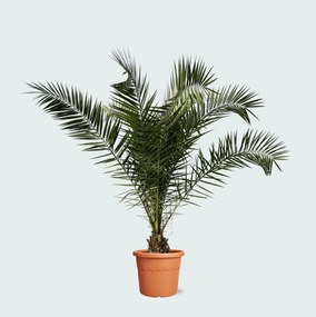 Phoenix Canariensis - 300cm