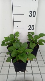 Rudbeckia triloba 'Prairie Glow' - pot 9x9 cm -