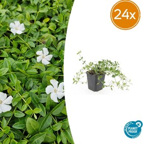 Vinca minor 'Gertrude Jekyll' - 20cm