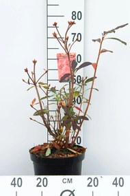 Rhododendron 'Knaphill Red' - pot 7,5L - 80+ cm