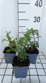 Aster x frikartii 'Wunder von Stäfa' - pot 9x9 cm