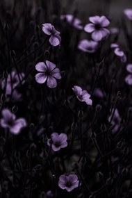 Foto Dark Flowers 10, Mareike Bohmer